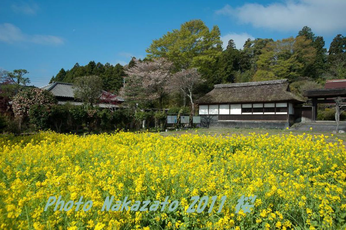 狩宿の下馬桜